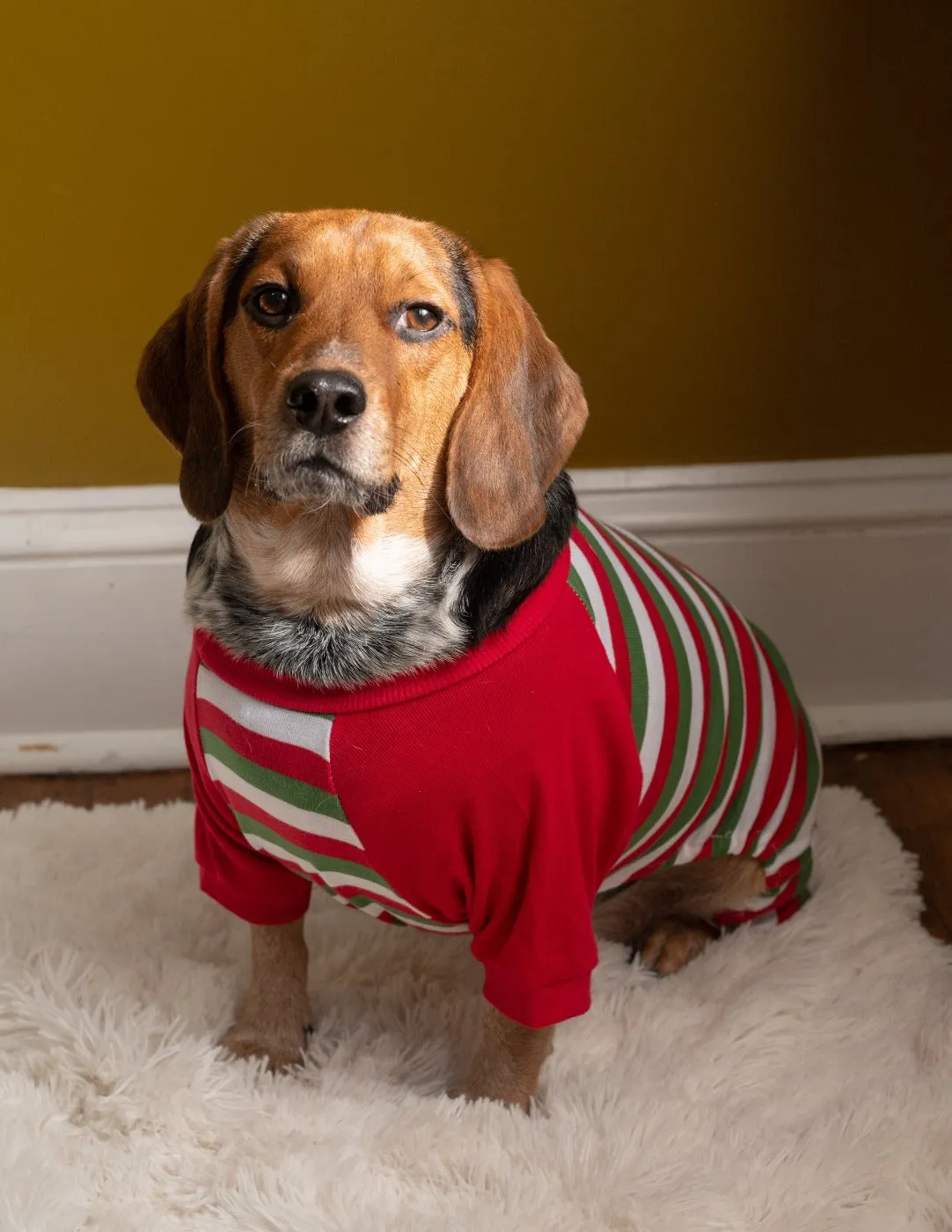 Dog Stripes Pajamas