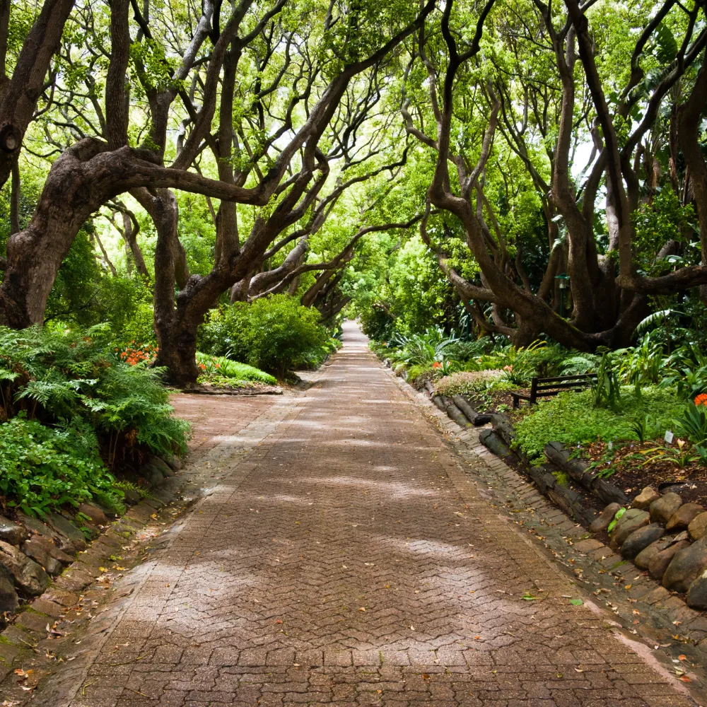 Kirstenbosch Botanical Gardens Day Tour