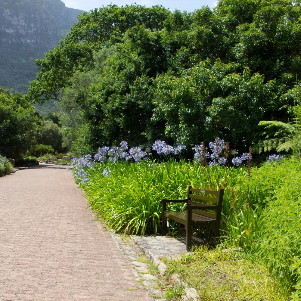 Kirstenbosch Botanical Gardens Day Tour