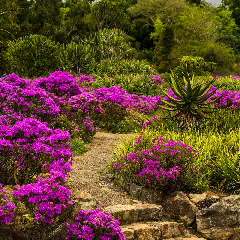 Kirstenbosch Botanical Gardens Day Tour